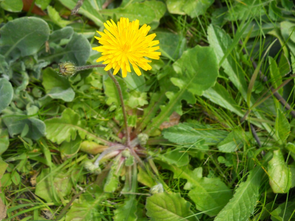 Asteracea: Crepis sancta